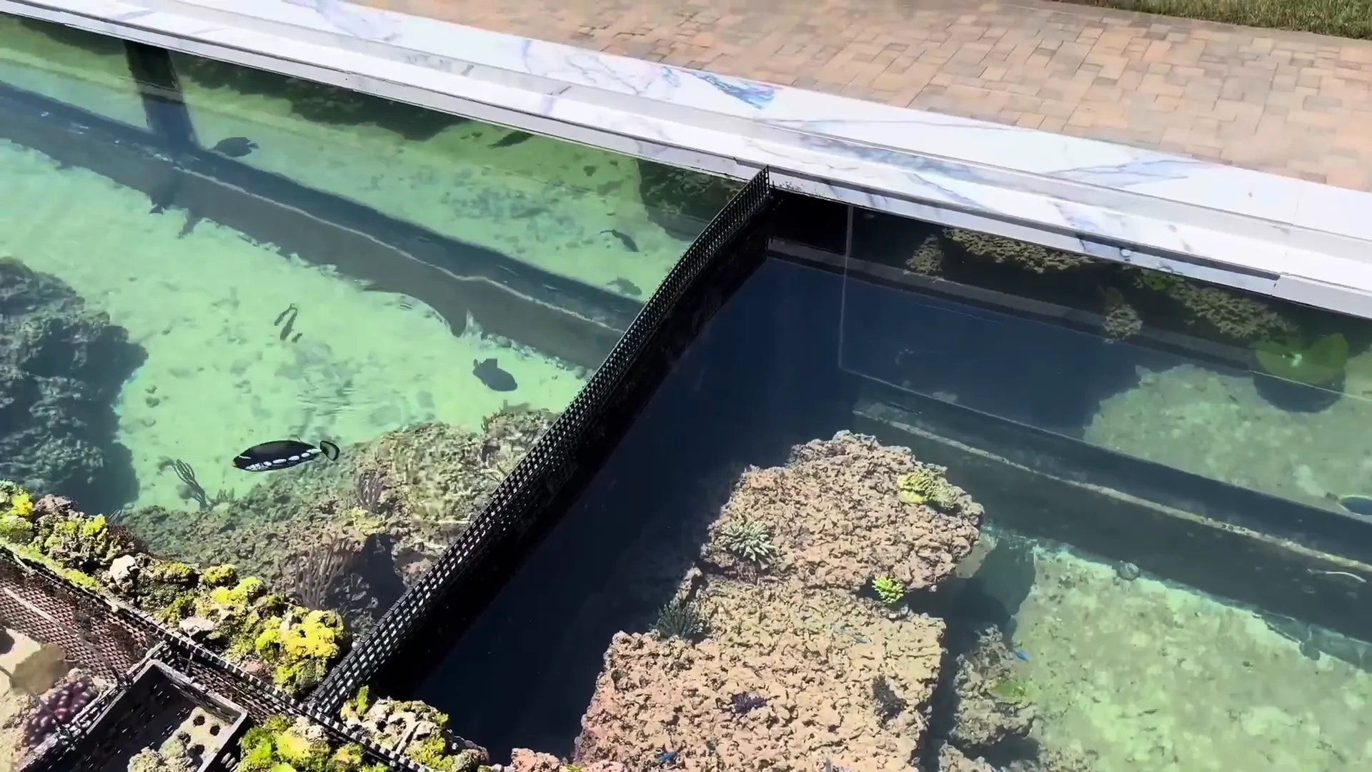 Fish section of the backyard reef tank with anemones and gordonians