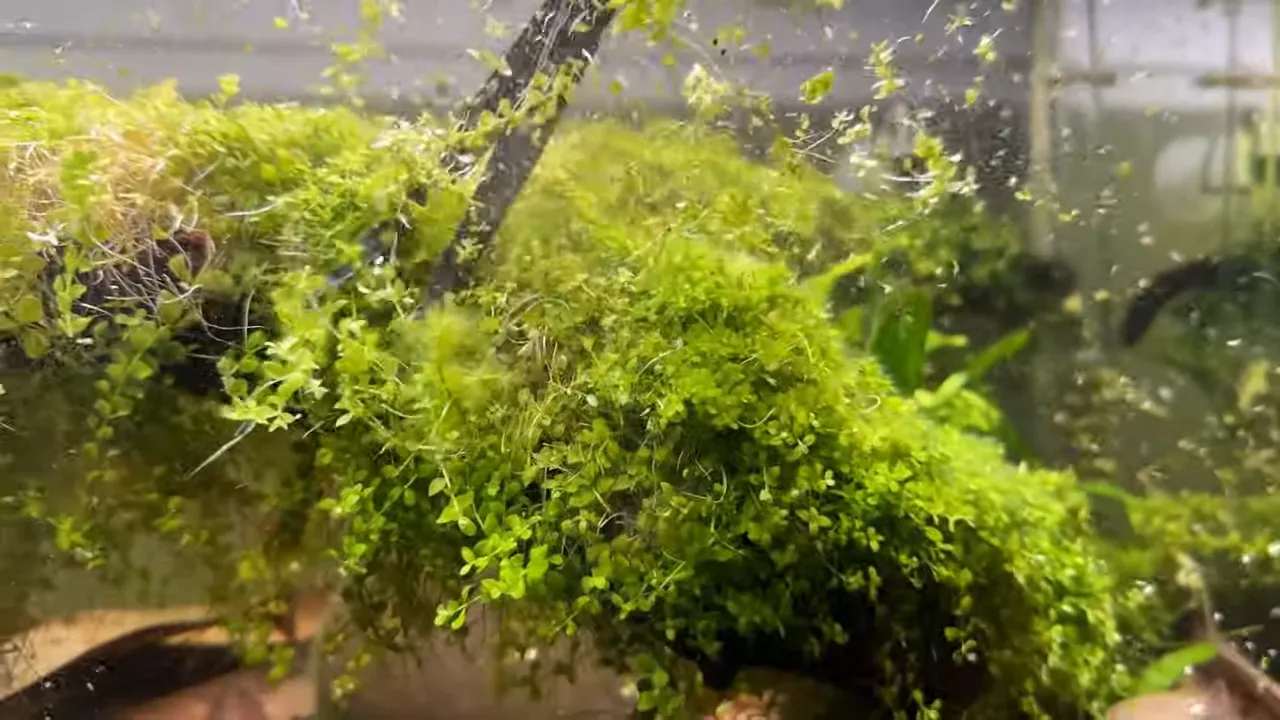 Curved aquascaping scissors cutting a dense section of Monte Carlo underwater