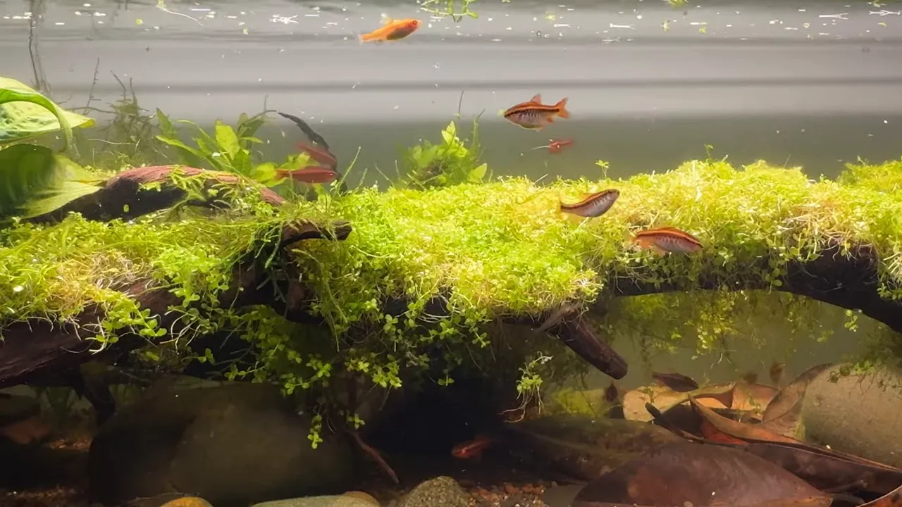 Trimmed Monte Carlo covering a curved driftwood branch in a freshwater aquarium