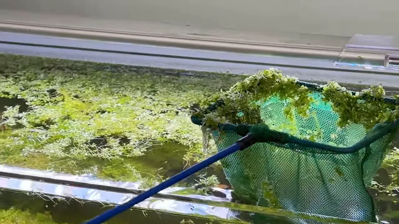 Fine green net lifting a large clump of trimmed Monte Carlo from the aquarium surface