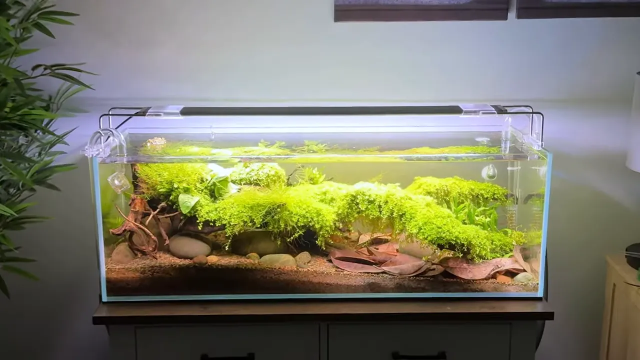 Wide freshwater aquarium with dense bright green Monte Carlo cascading over driftwood