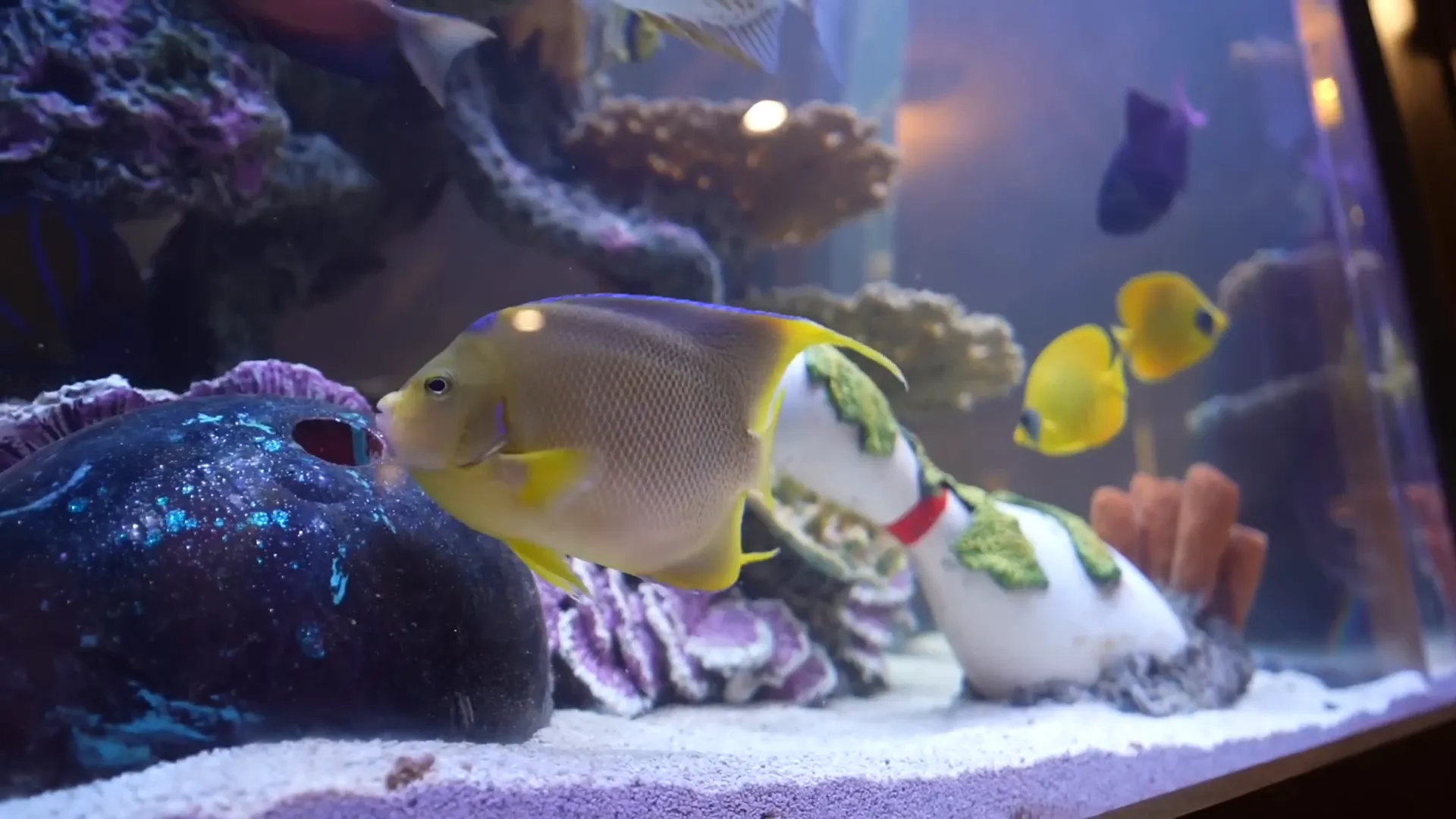 Artificial coral reef in aquarium with swim-throughs