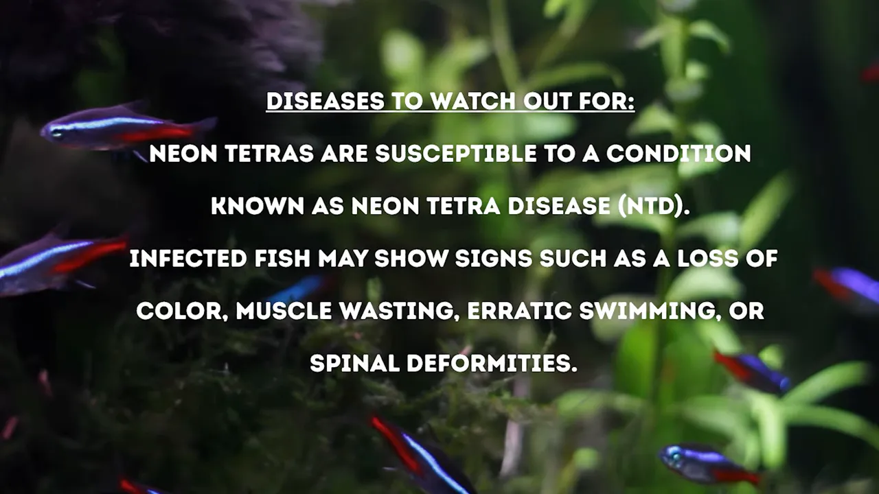 Neon tetras in a planted aquarium with disease prevention guidance displayed on screen
