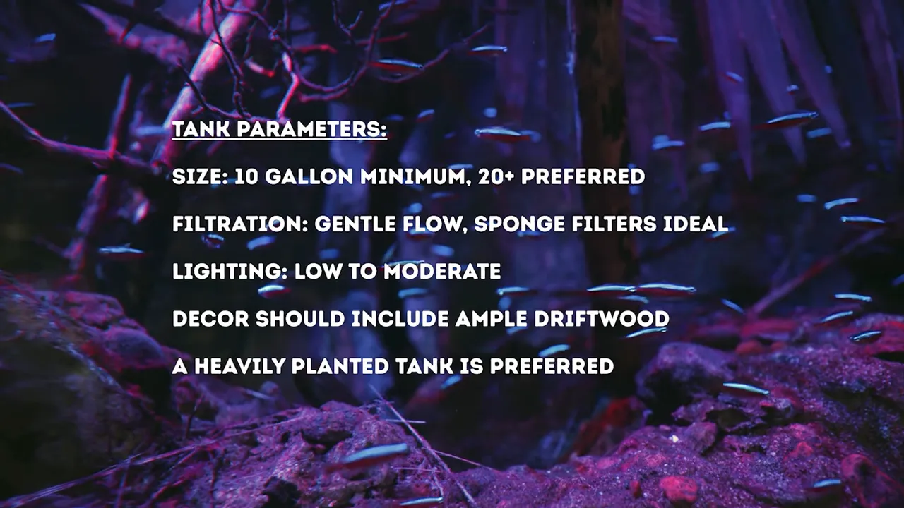 Planted aquarium with a school of neon tetras and visible enrichment tips