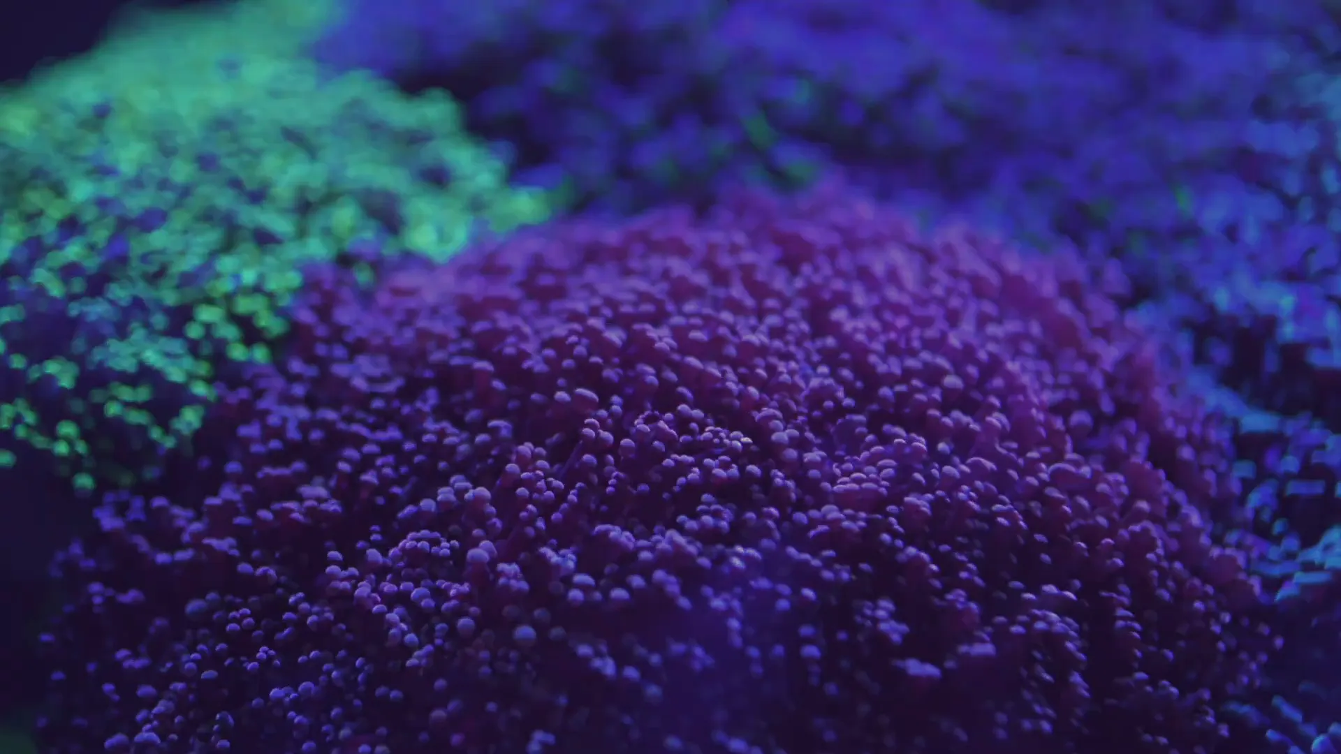 Healthy corals thriving in reef aquarium