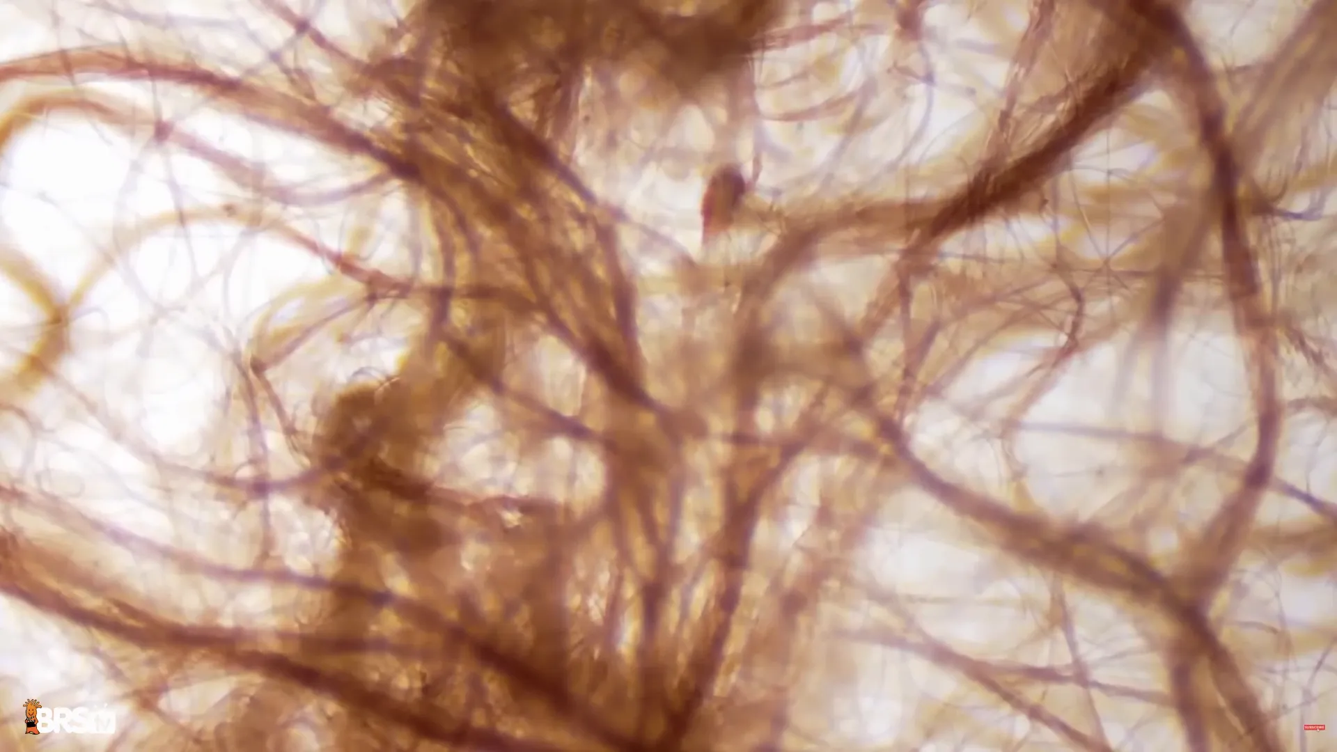 Close-up of filamentous cyanobacteria in various colours covering sand and rocks