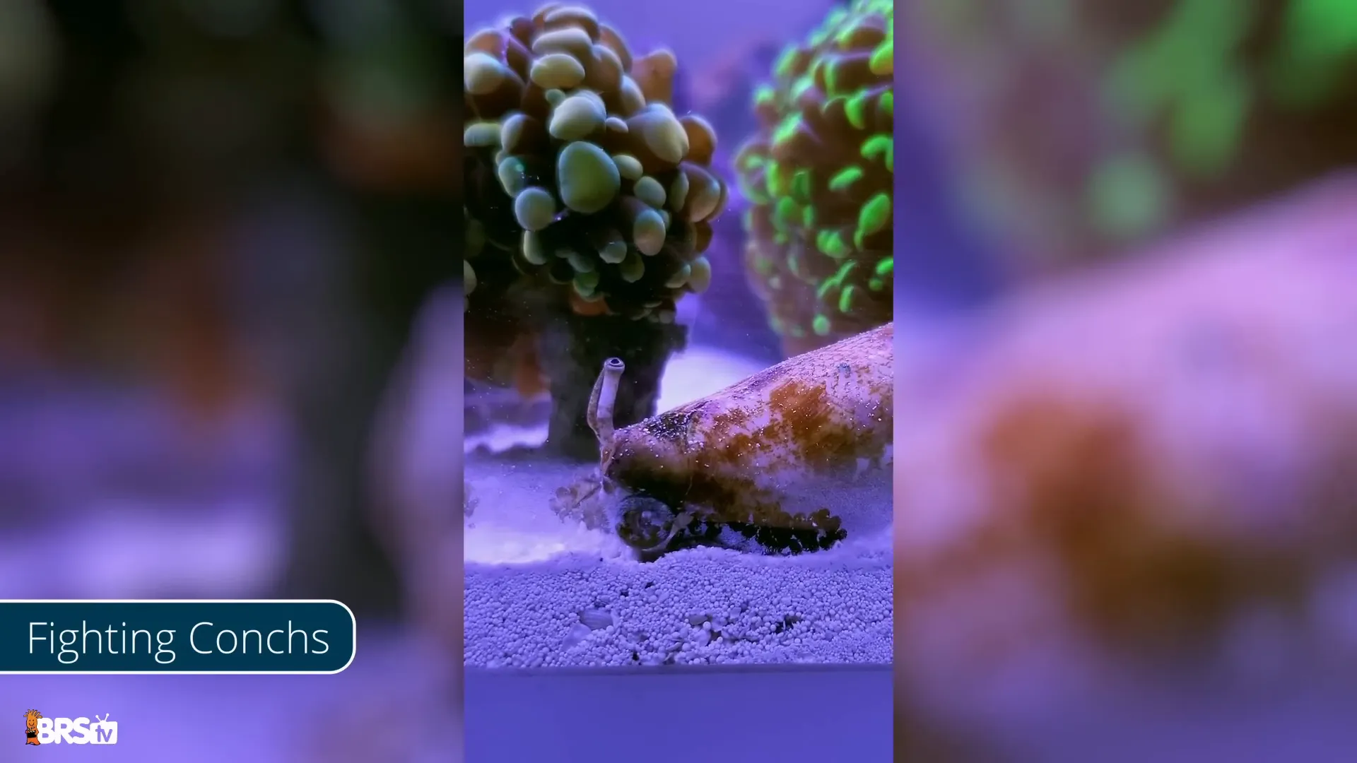 Missouri snails and fighting conchs in sand bed