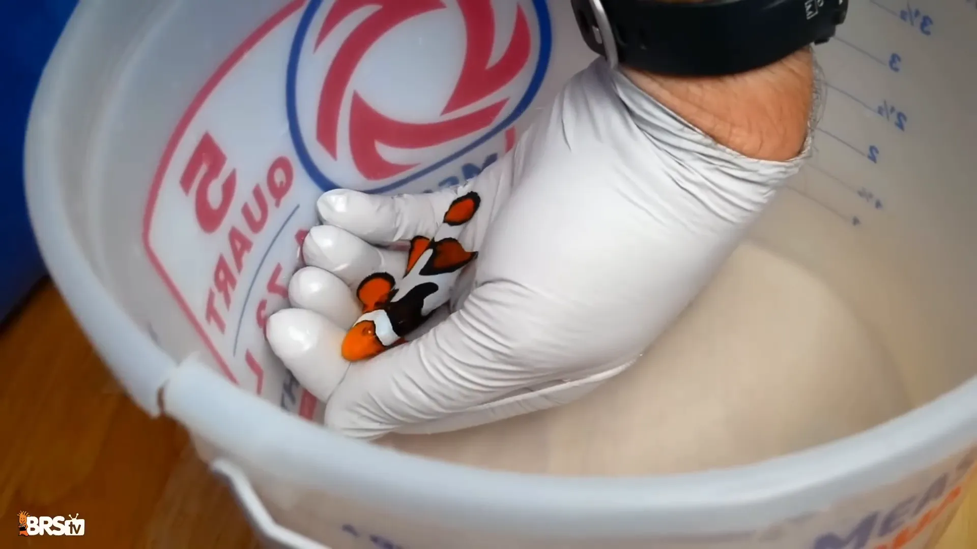 Various sources of cyanobacteria introduction including live rock and fish