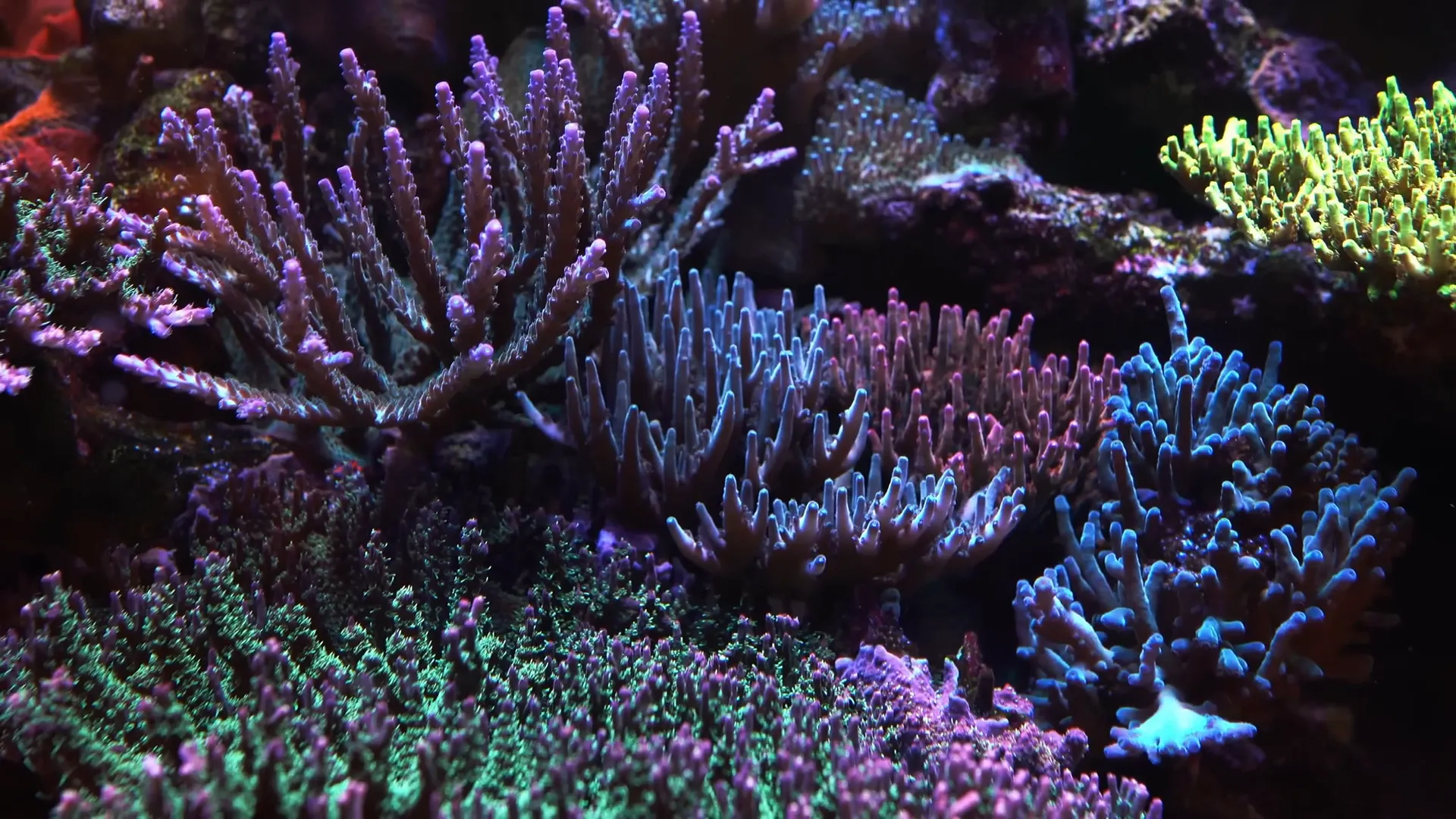 Two sides of coral hobby: challenging vs thriving