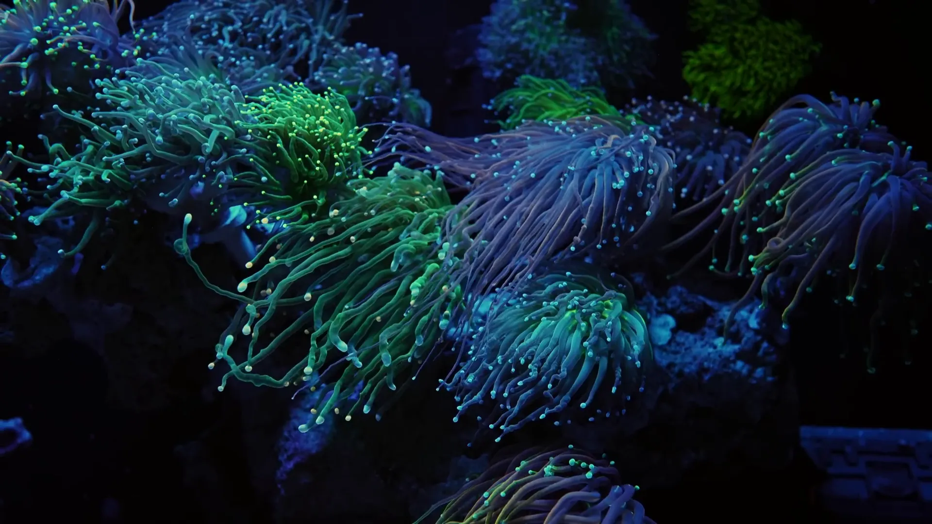 Light setup for coral growth