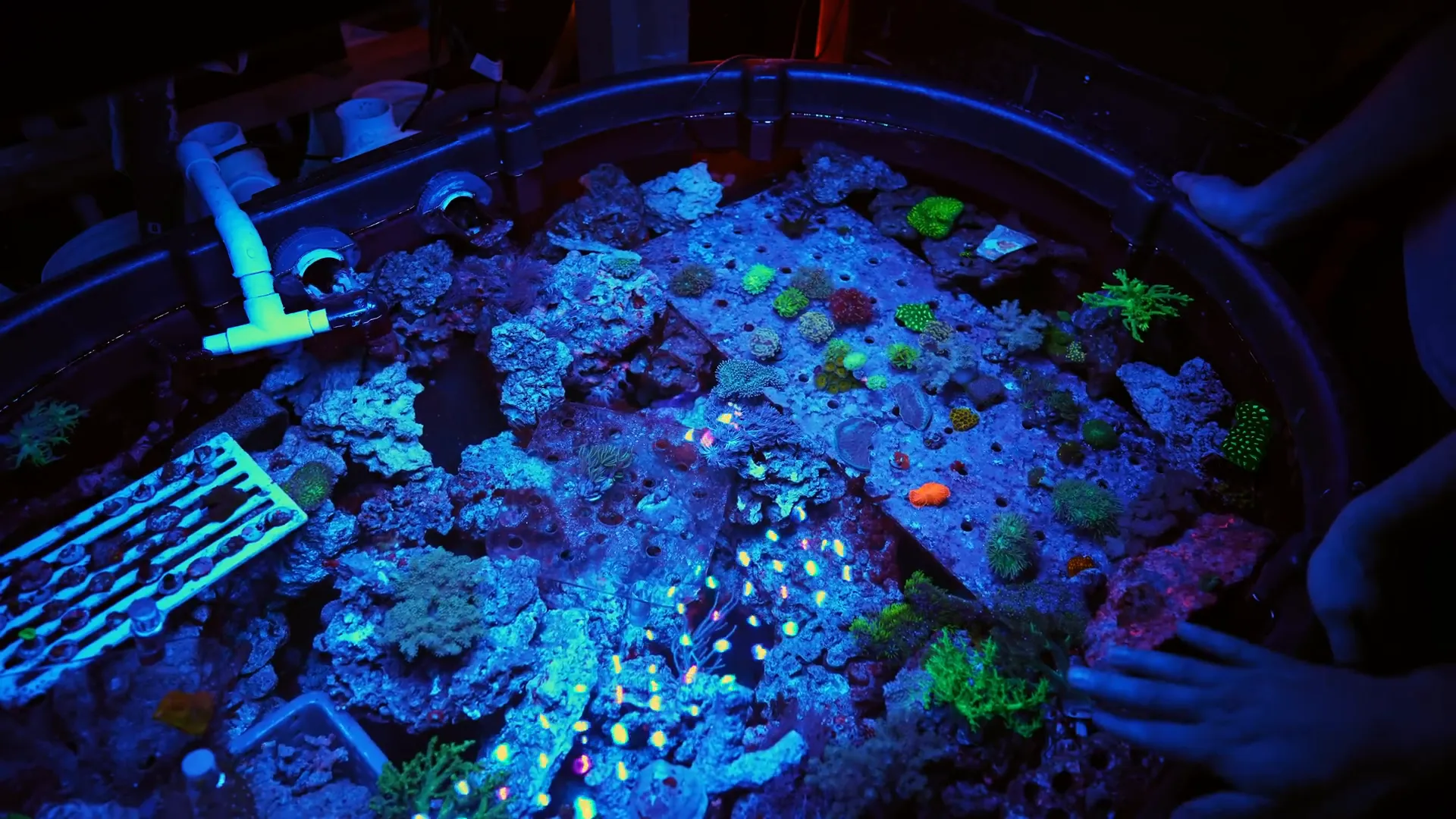 Friendship among coral hobbyists