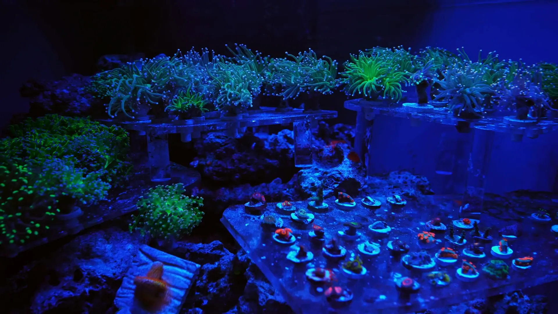 Newly added corals in the aquarium