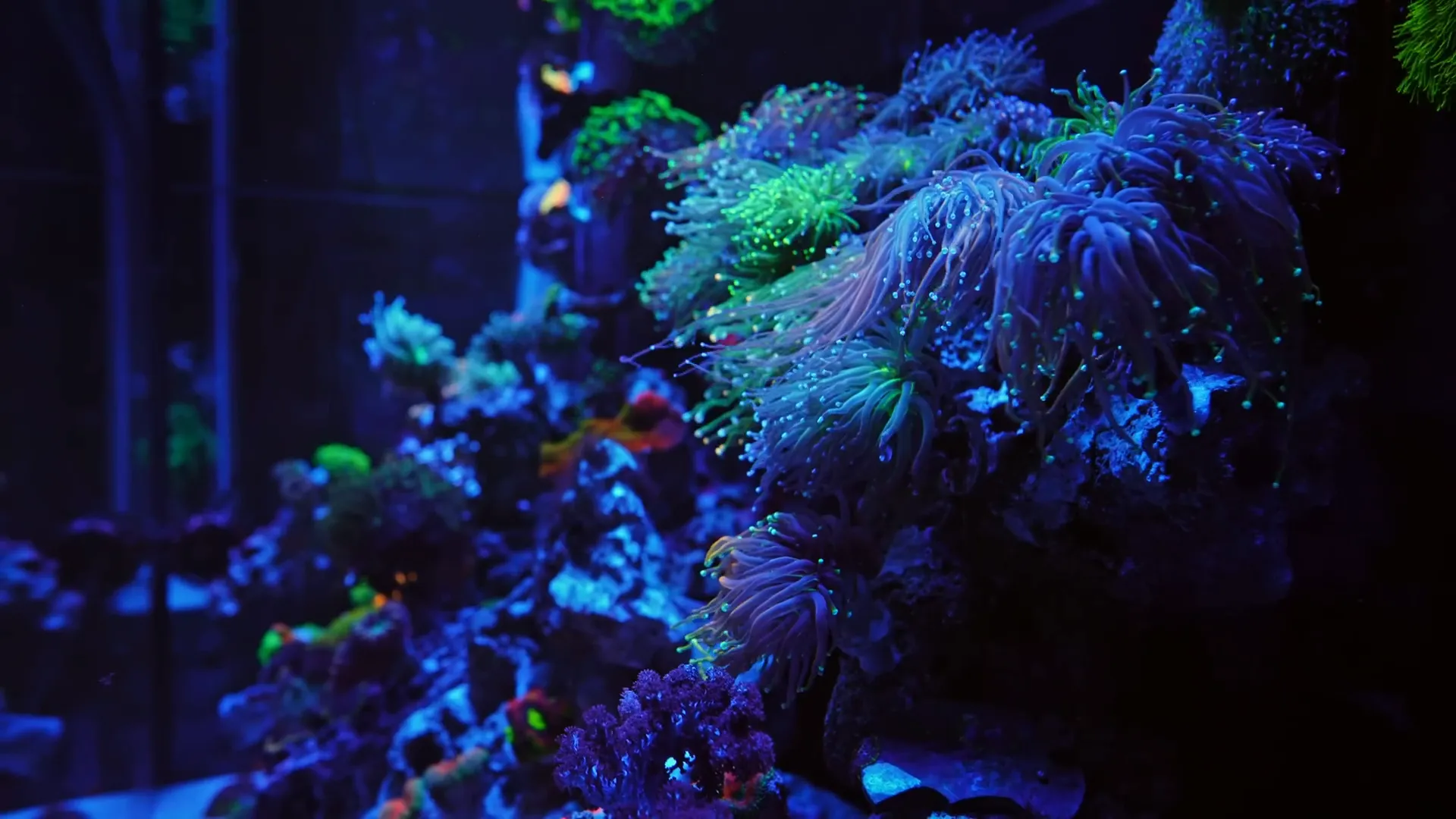 Maintenance routine for coral tanks