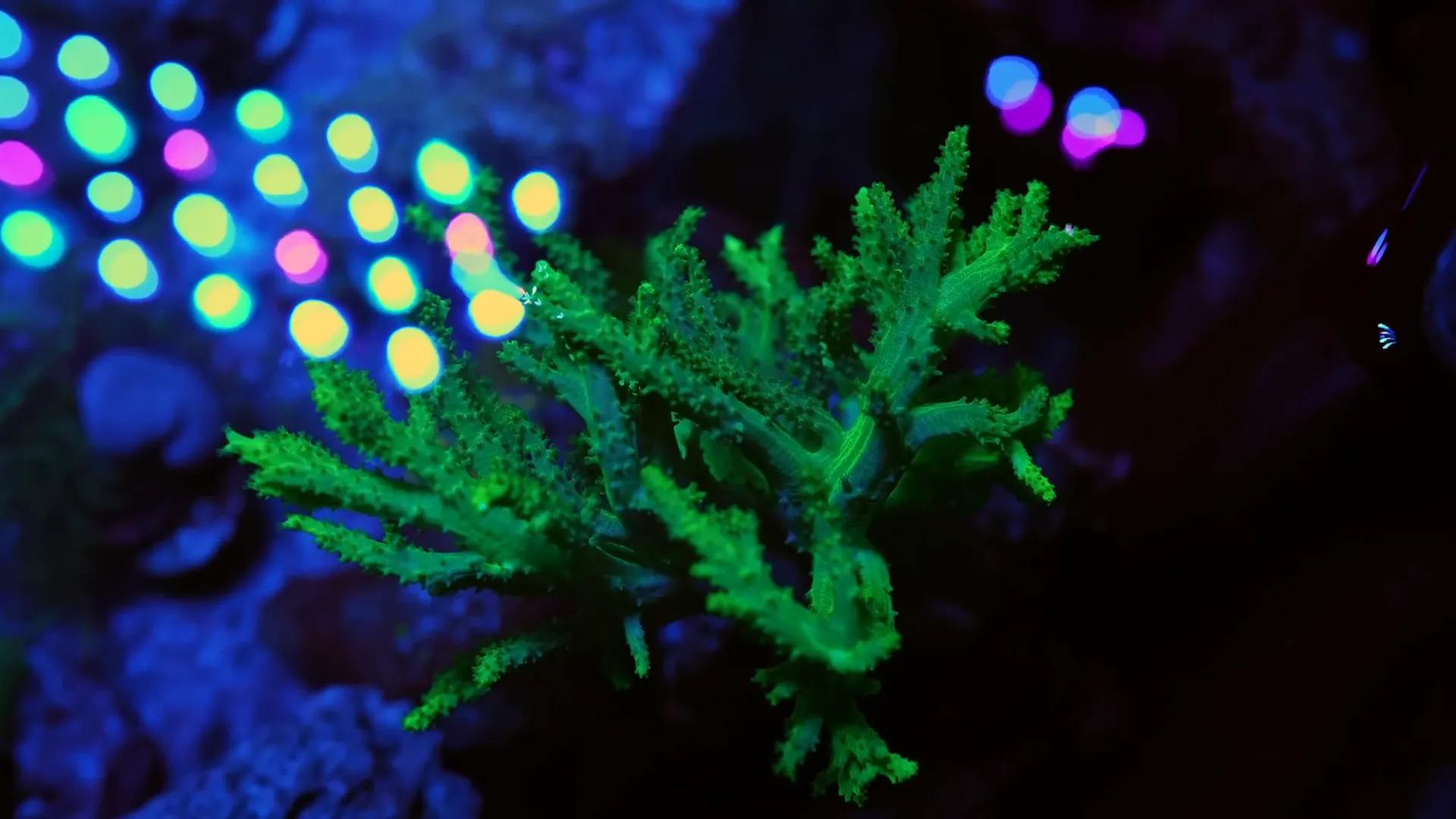 Rare coral species in Paul's collection