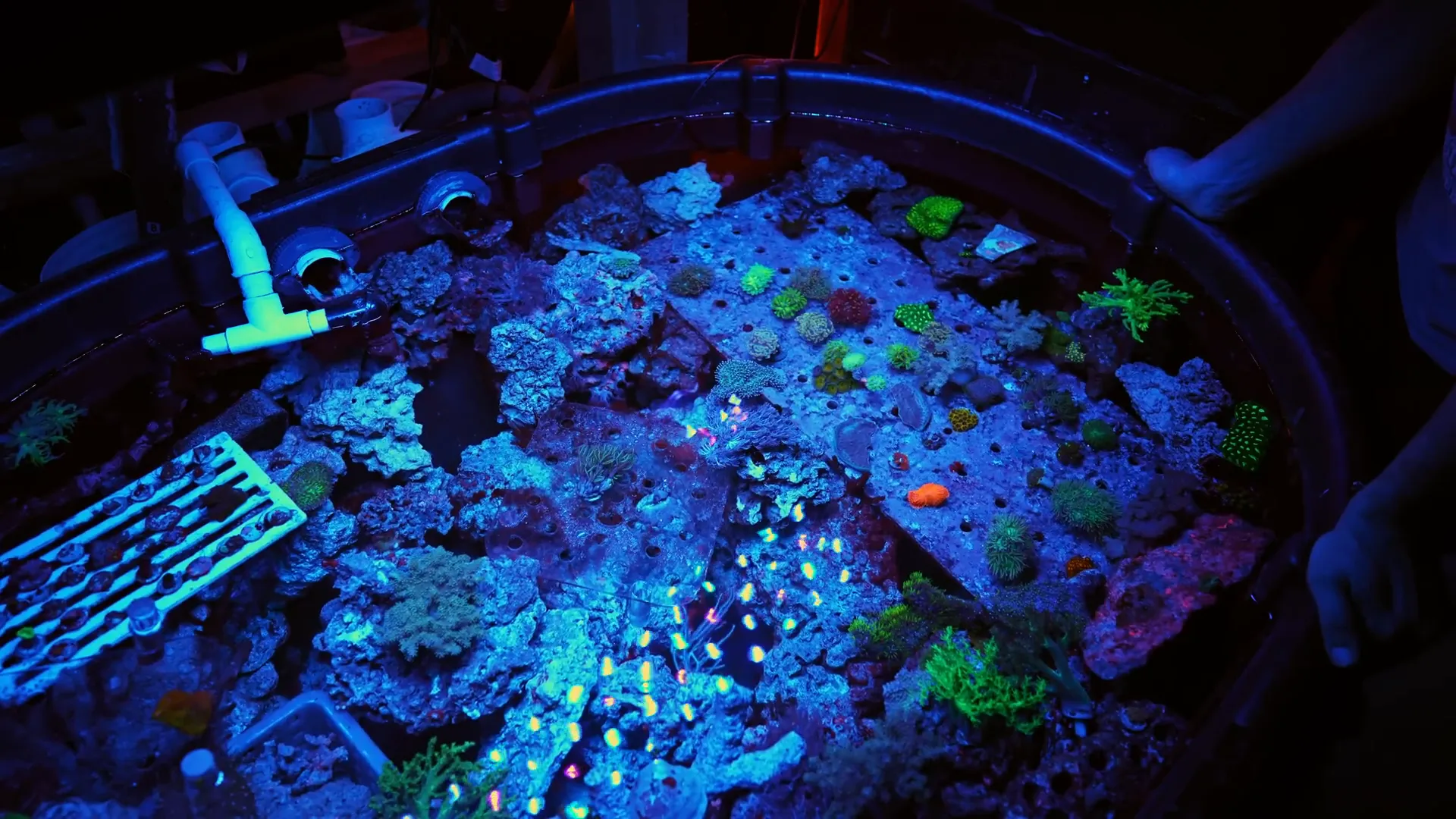 Workshop on coral fragging