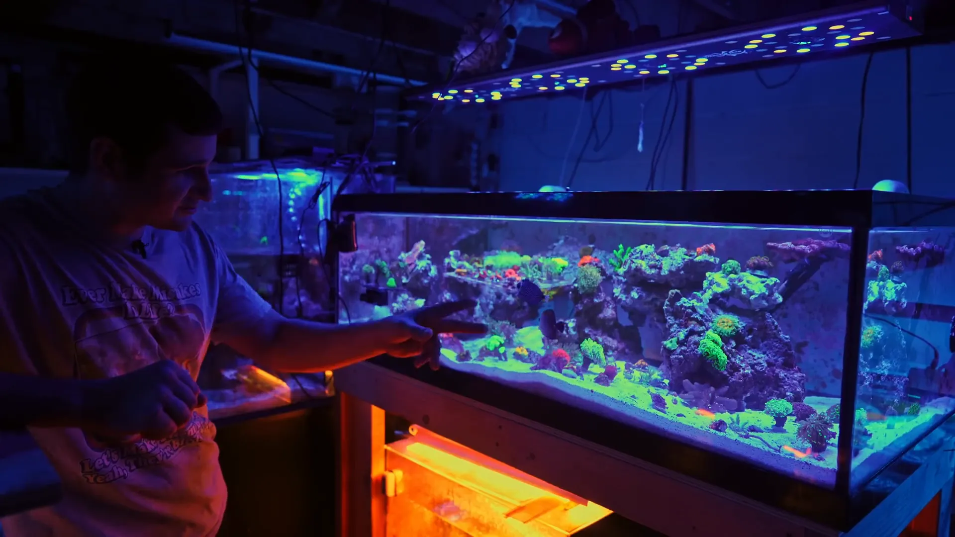 Corals growing in Paul's aquarium