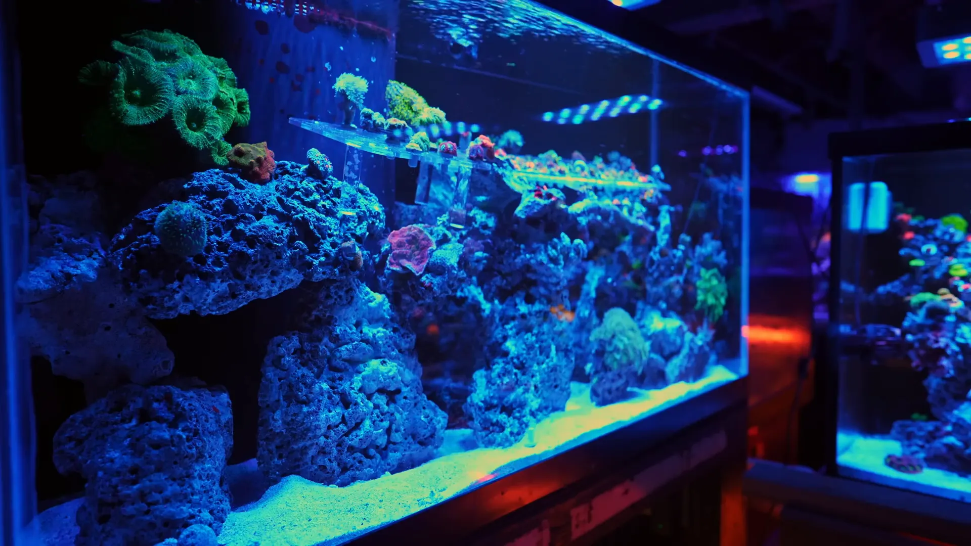 Coral tank with light management