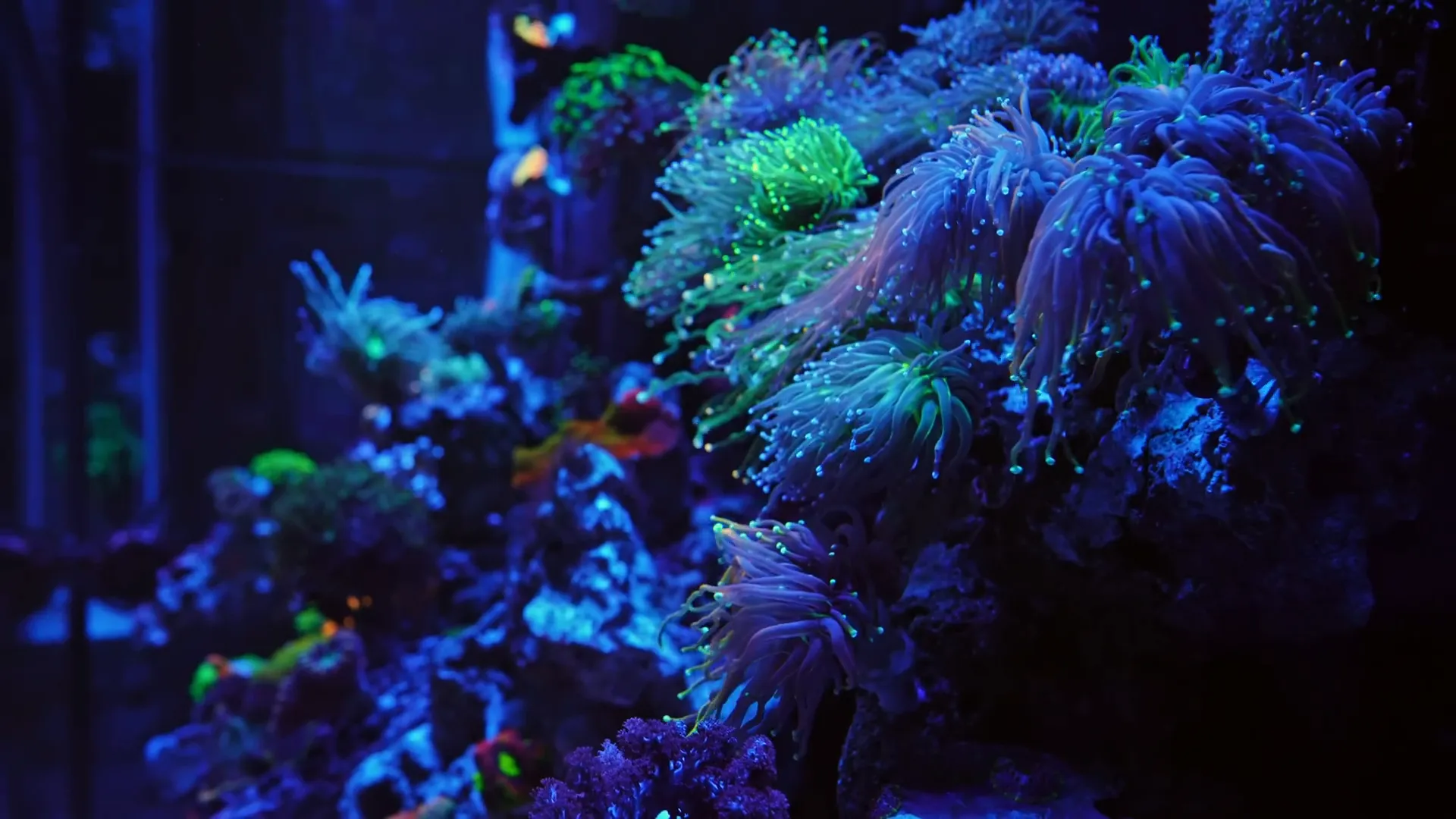 Healthy coral growth in a well-lit tank