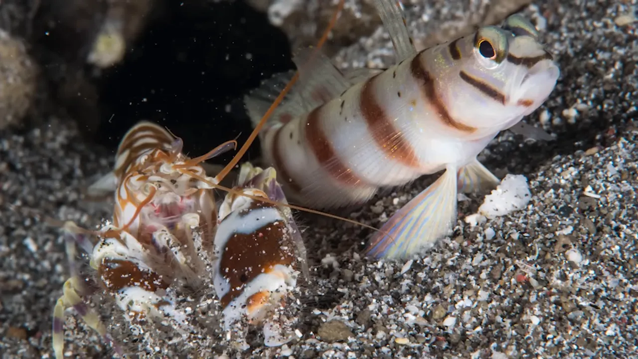 Banded goby standing beside a striped pistol shrimp on sandy substrate
