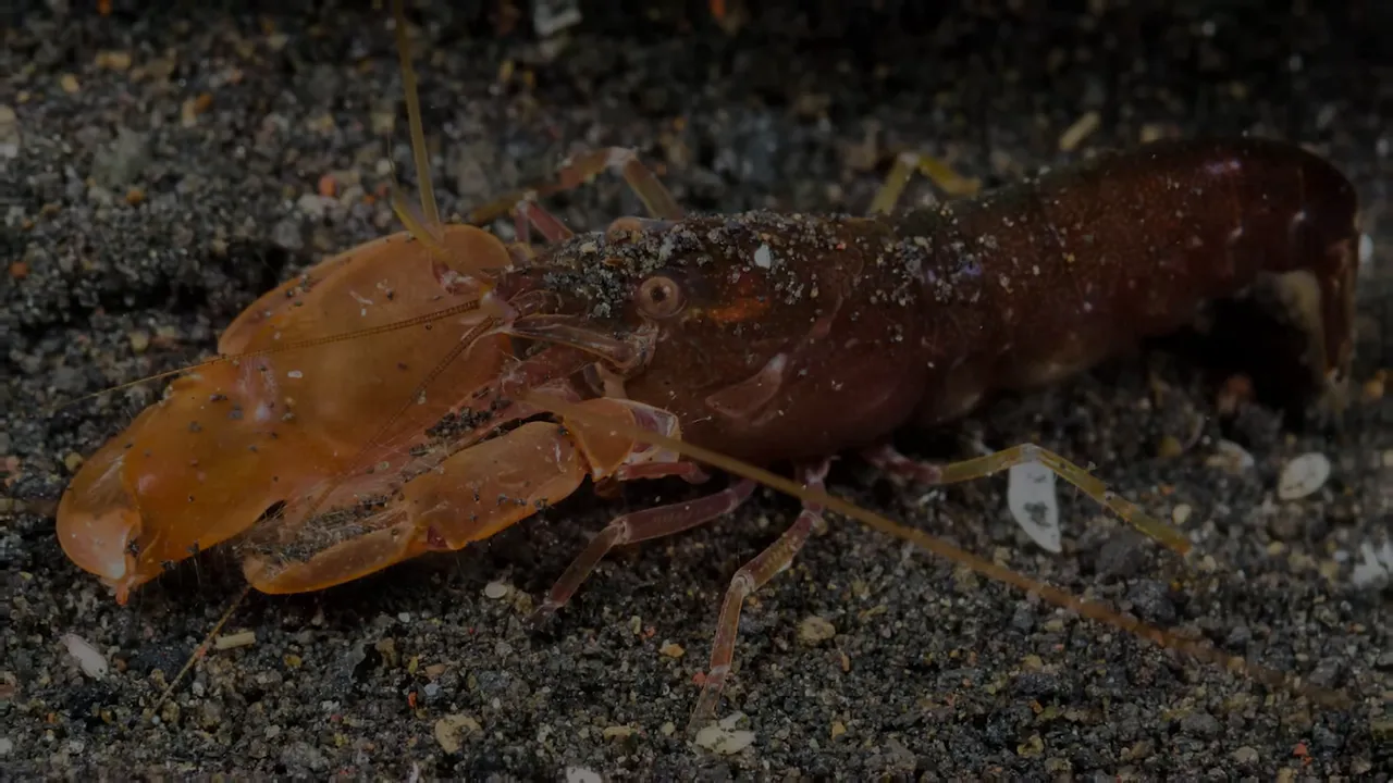 Black and white close-up sequence of a snapping shrimp claw firing
