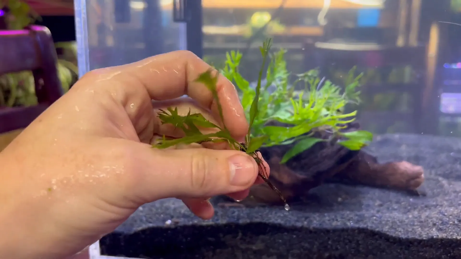 Different variants of Java Fern leaves