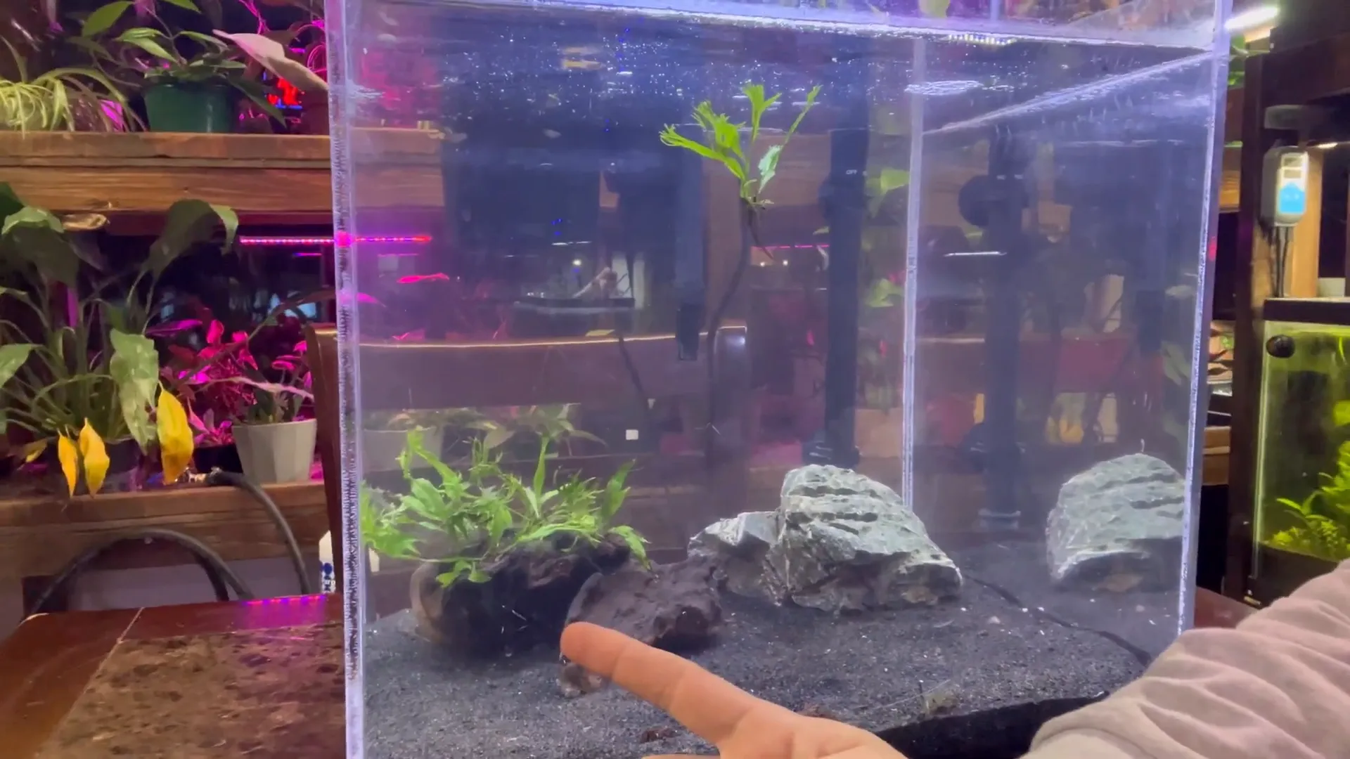 Java Fern attached to rock and driftwood using glue
