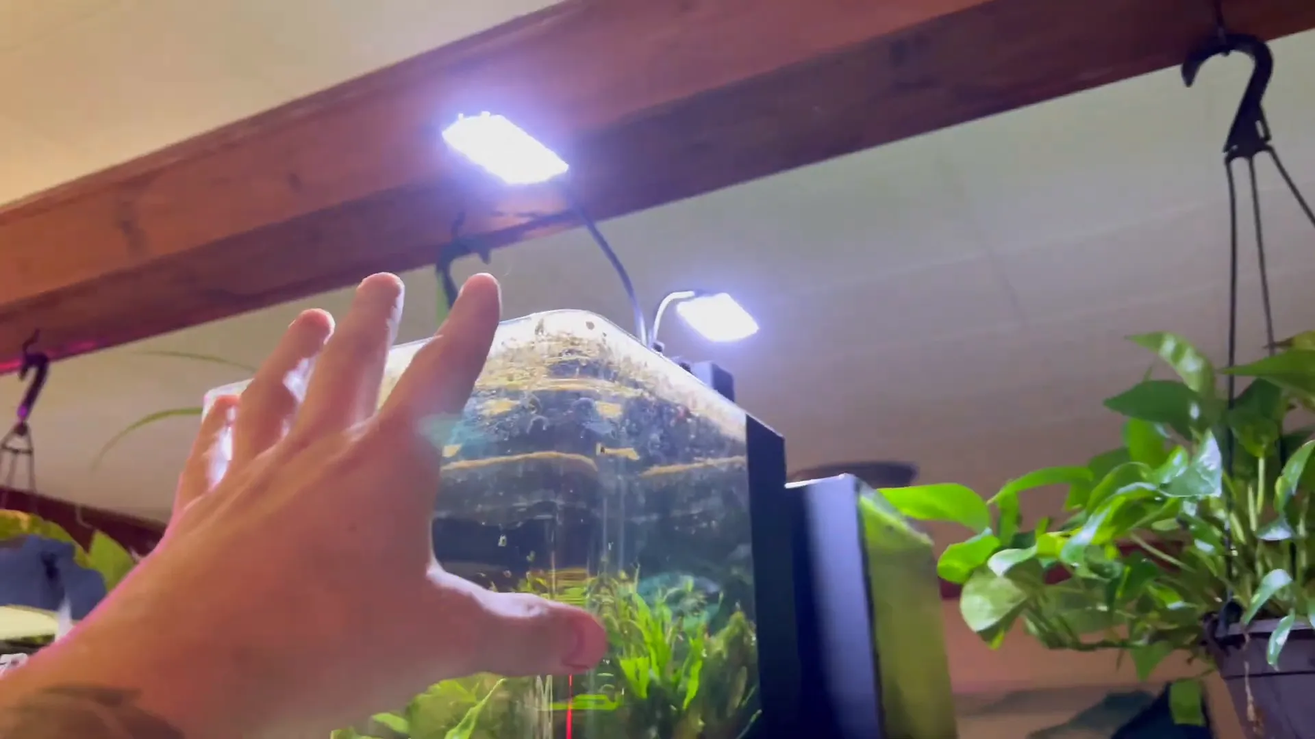 Nano aquarium with Java Fern under simple LED lighting