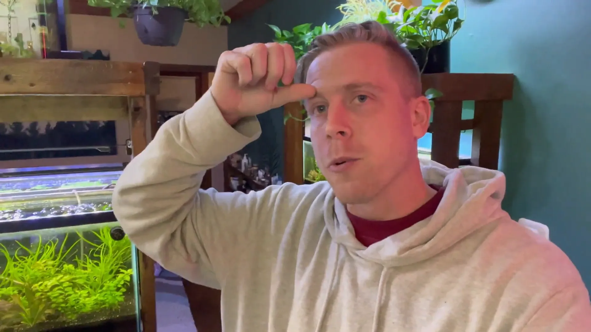 Amazon Sword plant alongside Java Fern in aquarium