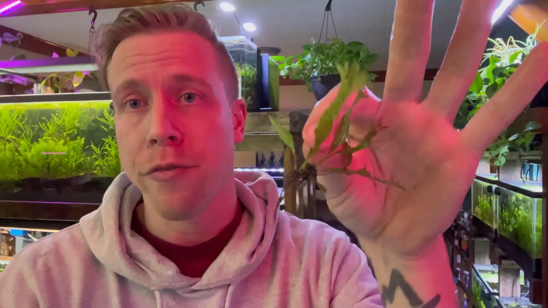 Close-up of Java Fern rhizome plant being held