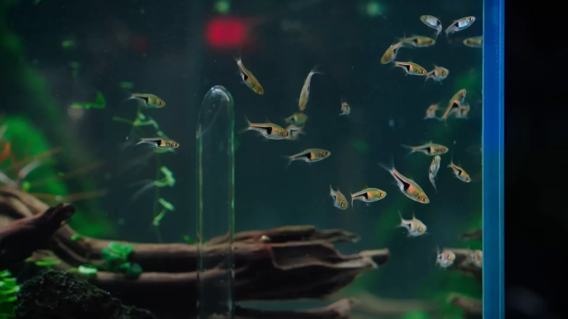 Sp. rasbora swimming in the planted tank