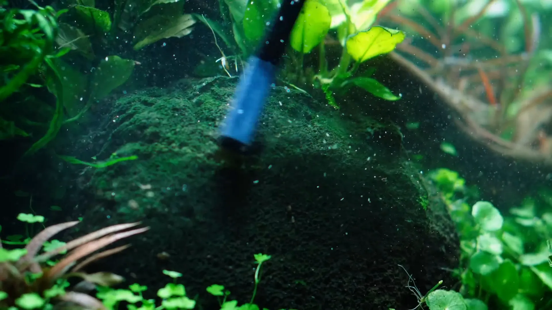 Cleaning lava stones to enhance aquarium aesthetics