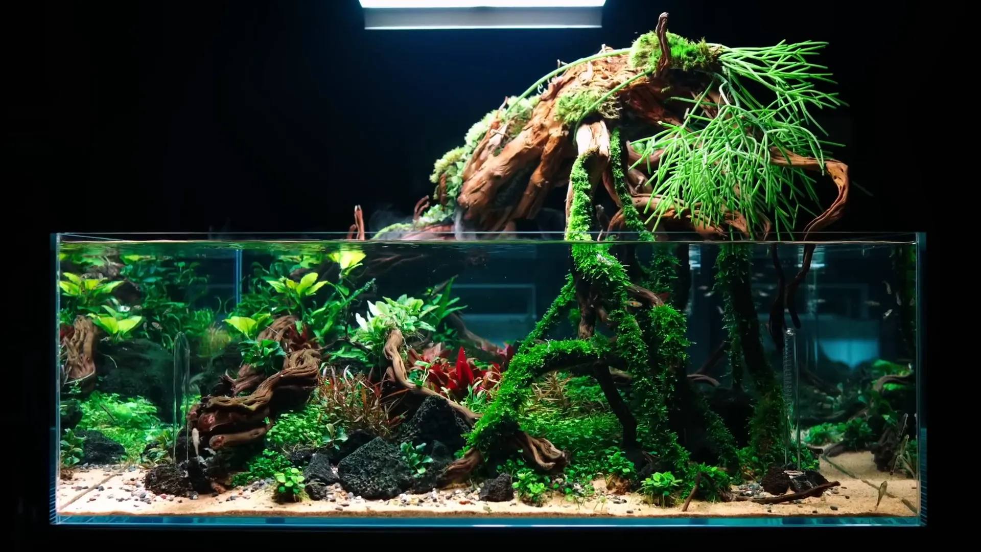 Welcome to the beautiful world of aquascaping
