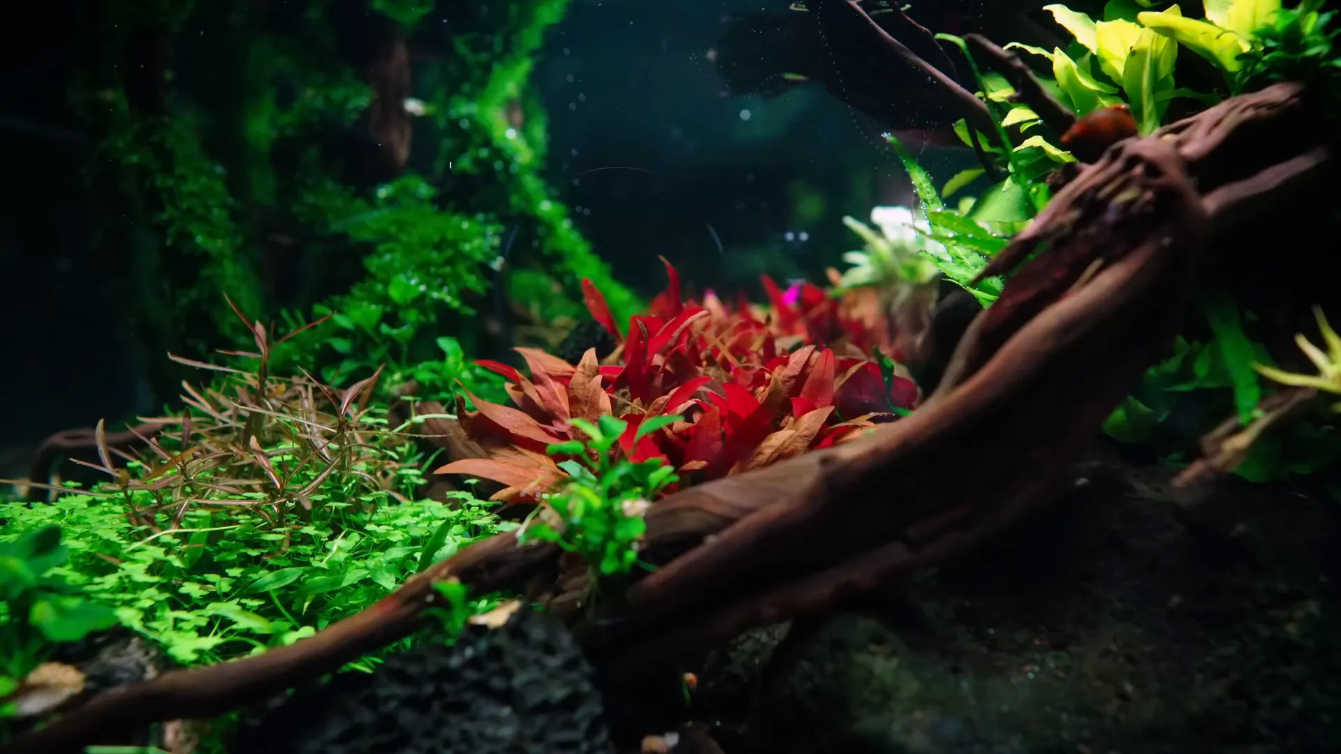 Assessing plant growth and light distribution