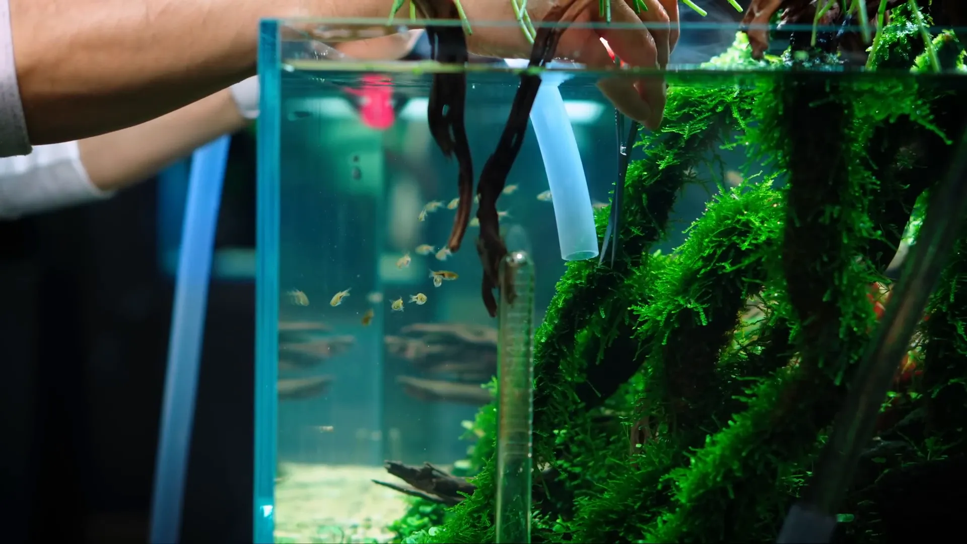 Curved scissors used for precise moss trimming