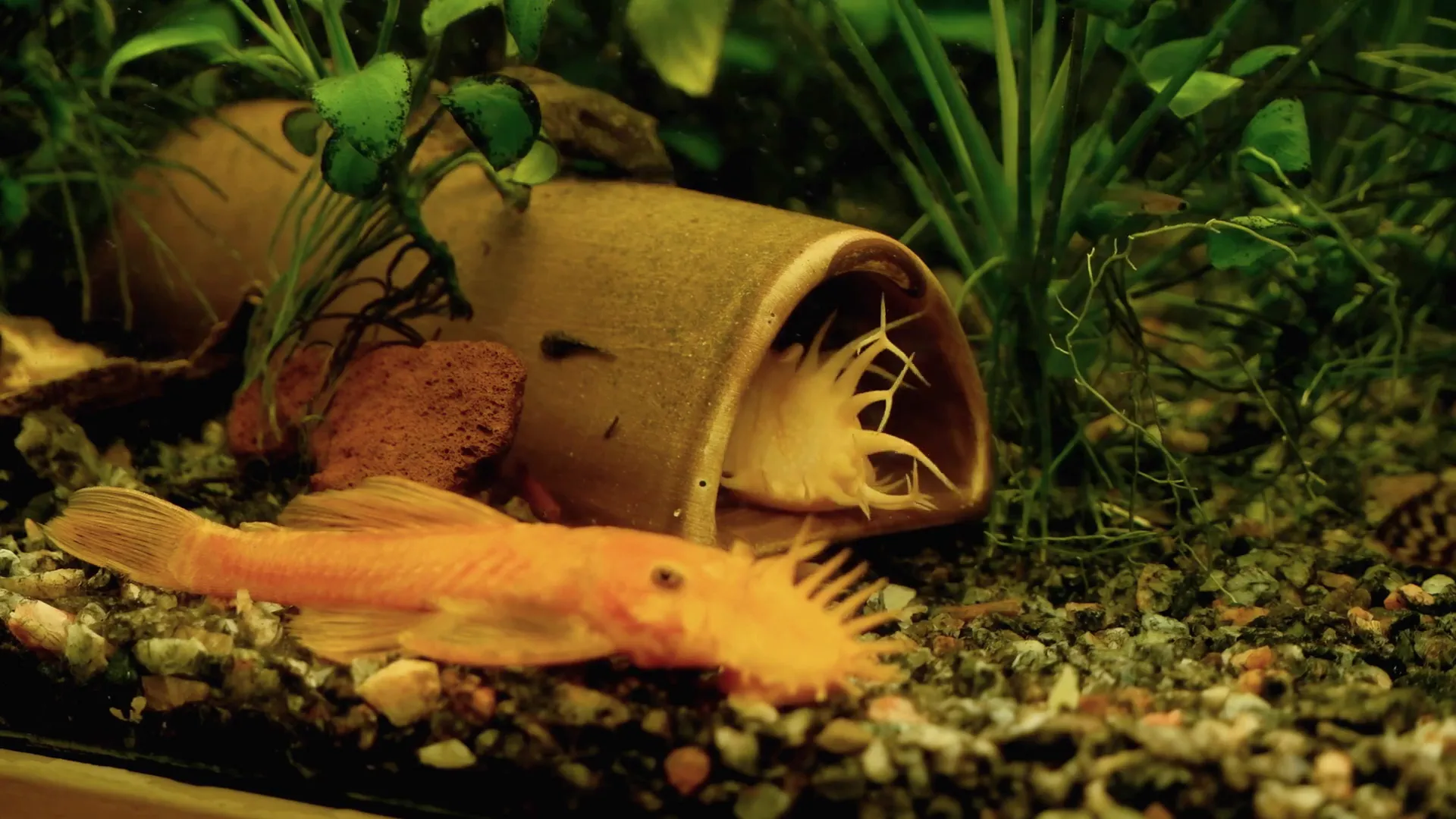 Pleco guarding eggs inside cave
