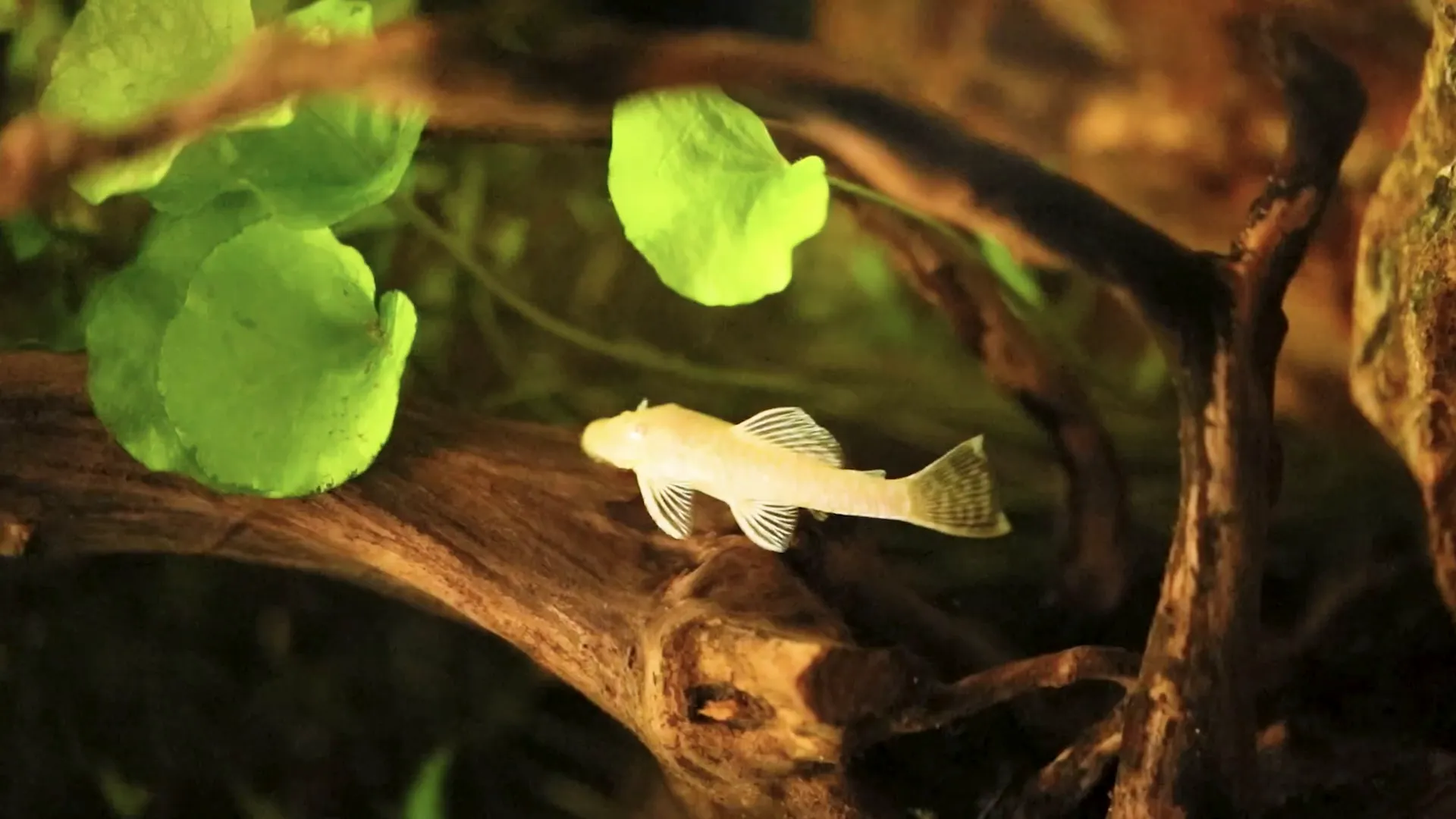Pleco resting on driftwood inside aquarium
