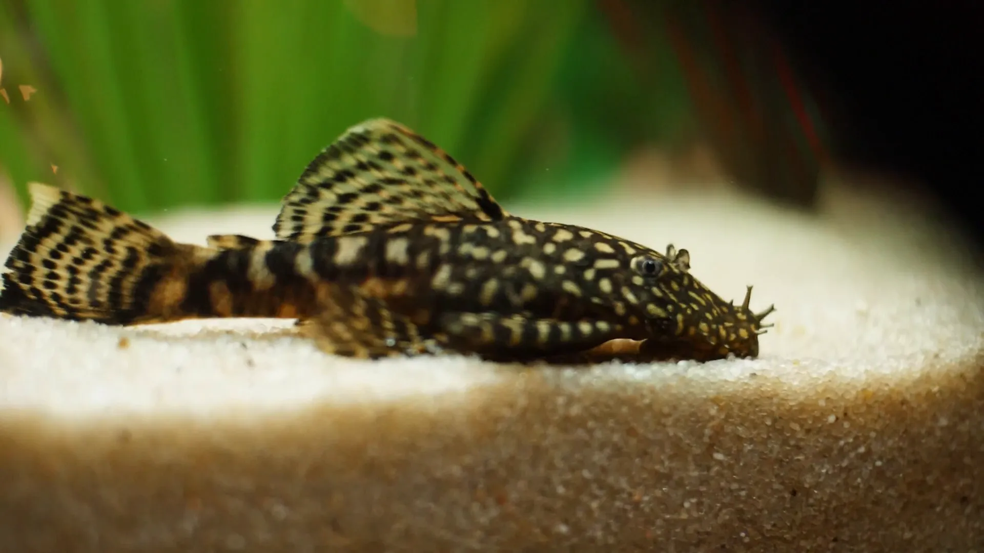 Close-up of bristlenose pleco showing bristles on nose