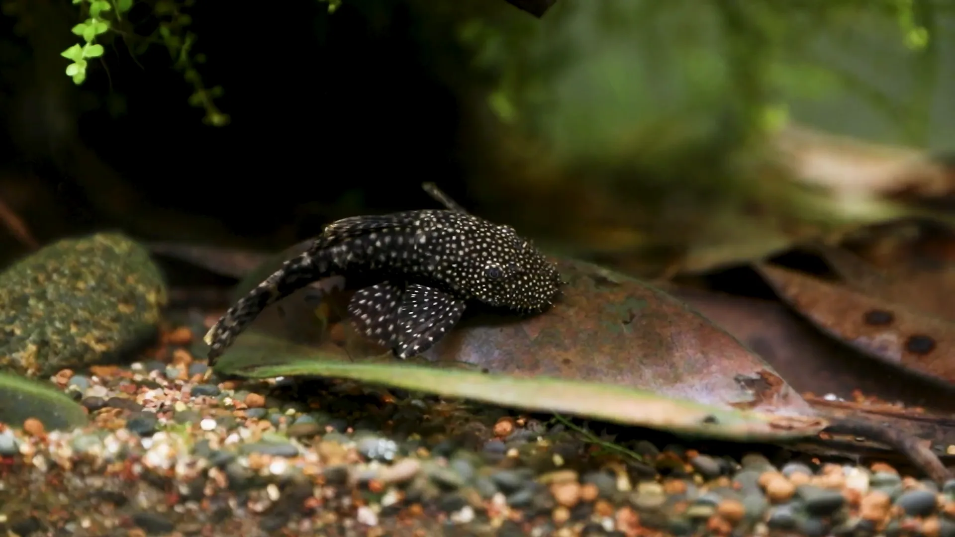 Pleco swimming in 30-gallon aquarium