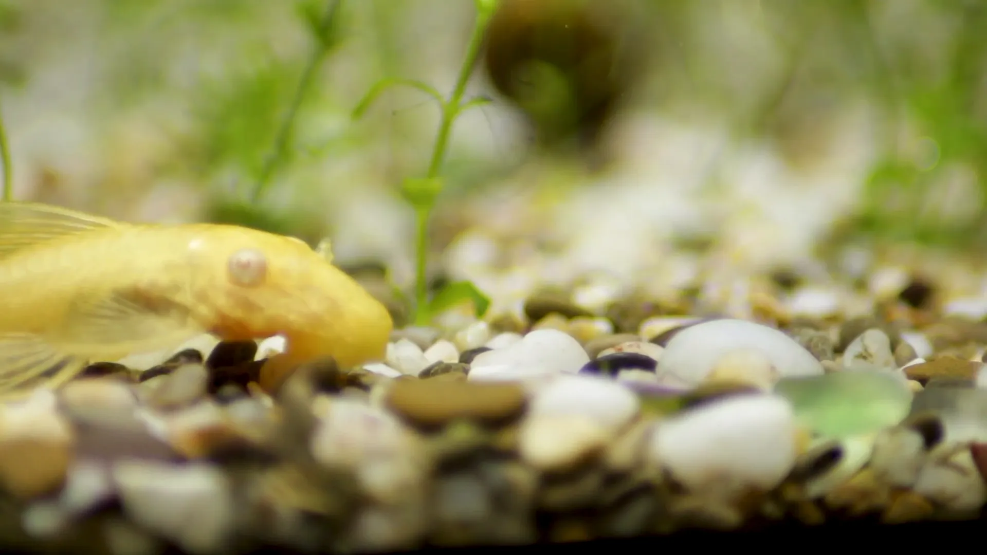 Algae wafers and sinking pellets for pleco food