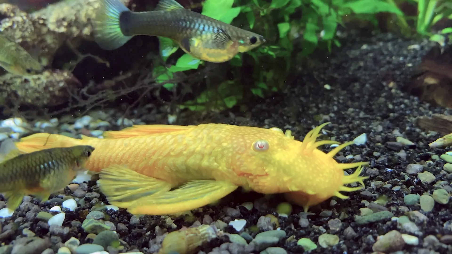 Pleco at bottom of aquarium with tetras swimming above