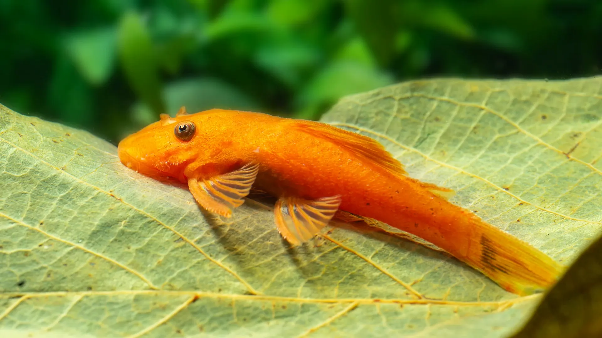 Super Red Pleco and Albino Longfin Pleco side by side