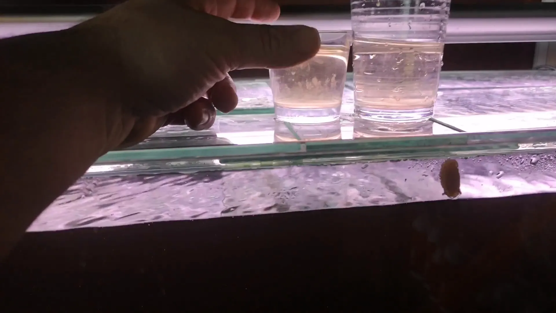 Water beginning to clear after 24 hours with Purigen