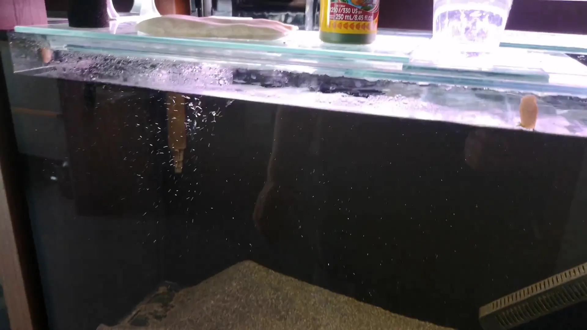 Empty 150L Blue Planet aquarium with mystery snails