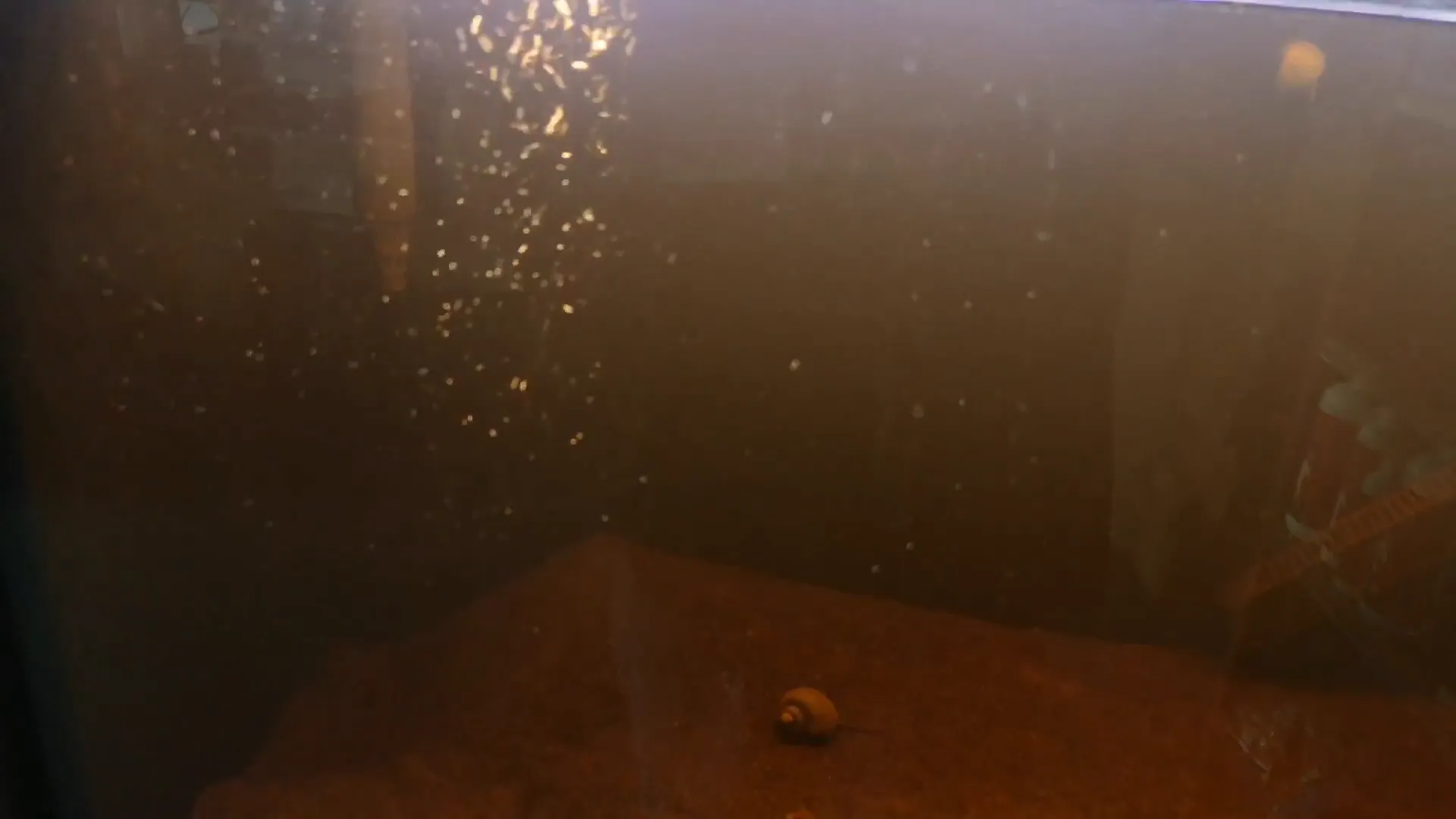 Water much clearer after 48 hours with Purigen