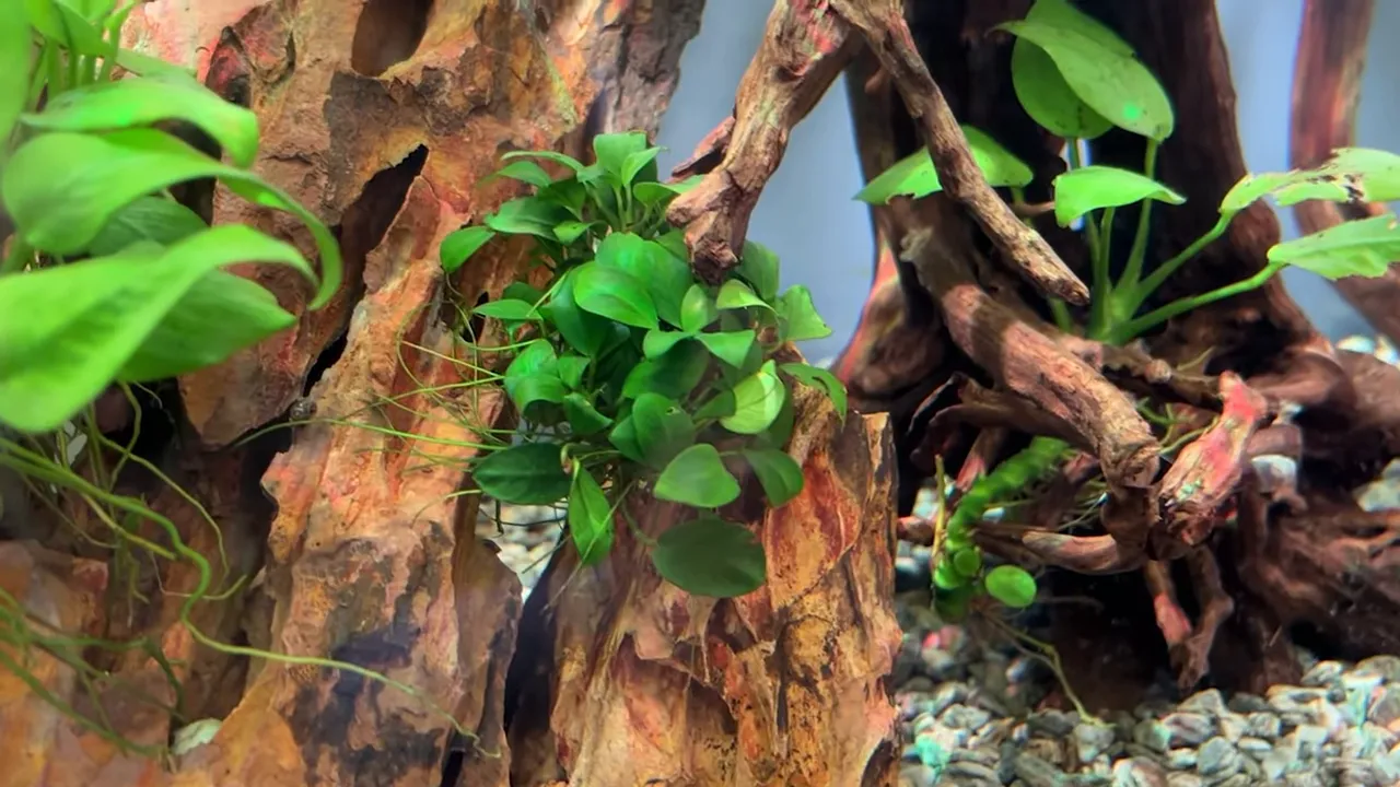 Small dark green Anubias plant attached to textured aquarium wood