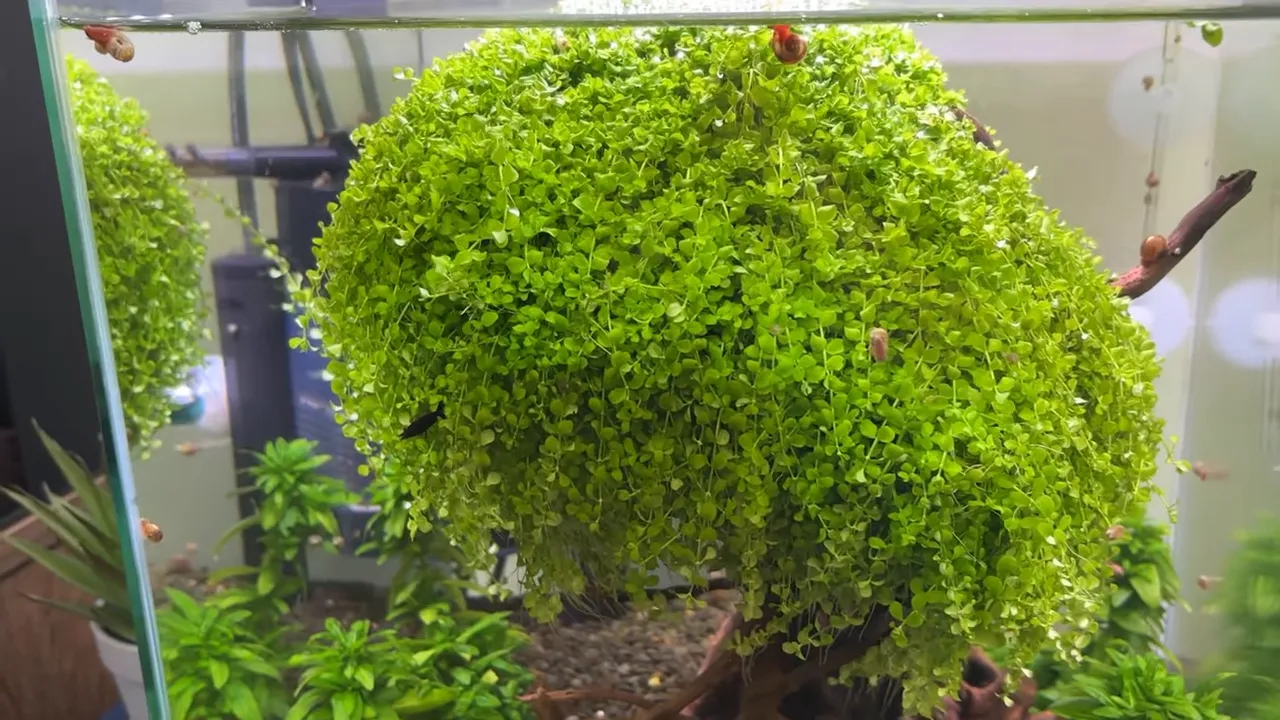Dense bright green Monte Carlo growth cascading from aquarium wood