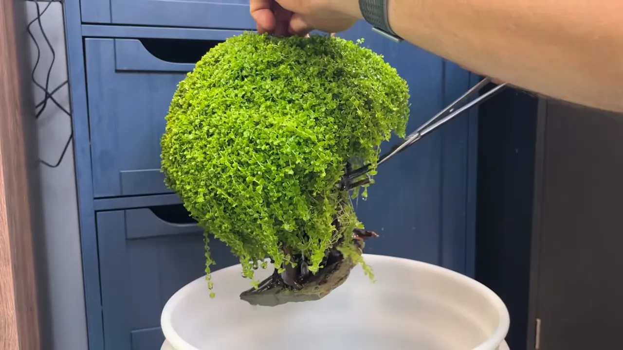 Curved aquarium scissors trimming hanging Monte Carlo over a white bucket