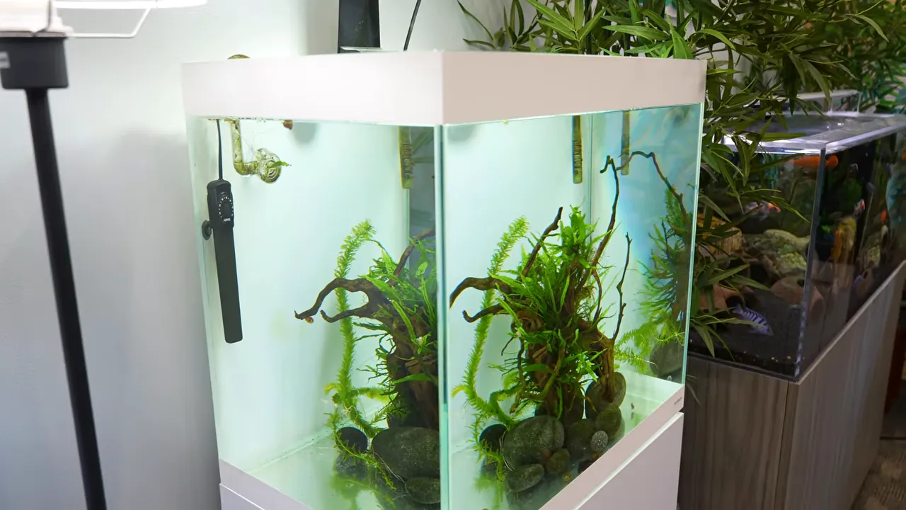 Clear planted aquarium with goldfish, driftwood, rocks, and clean glass