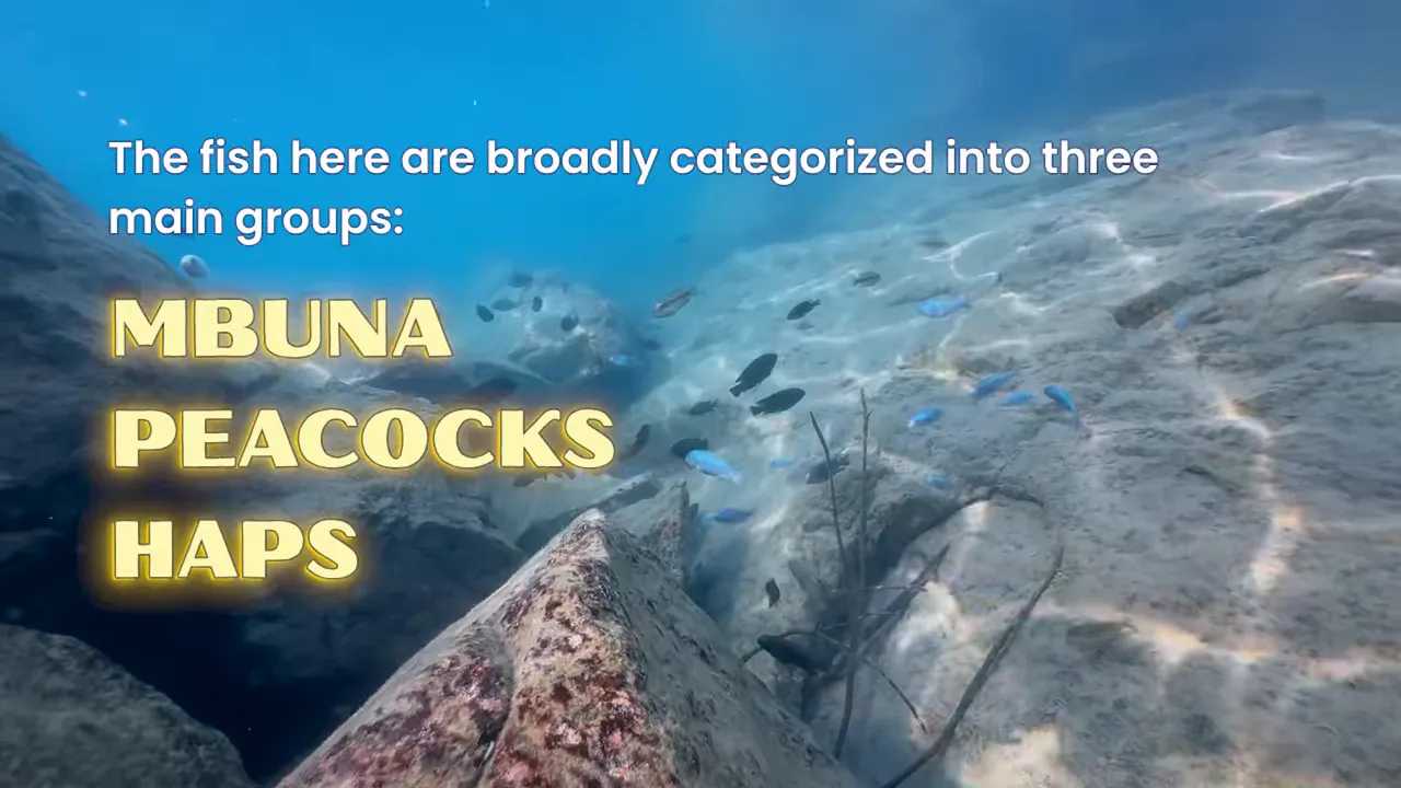 Underwater rocky habitat with text listing Mbuna, peacocks and haps