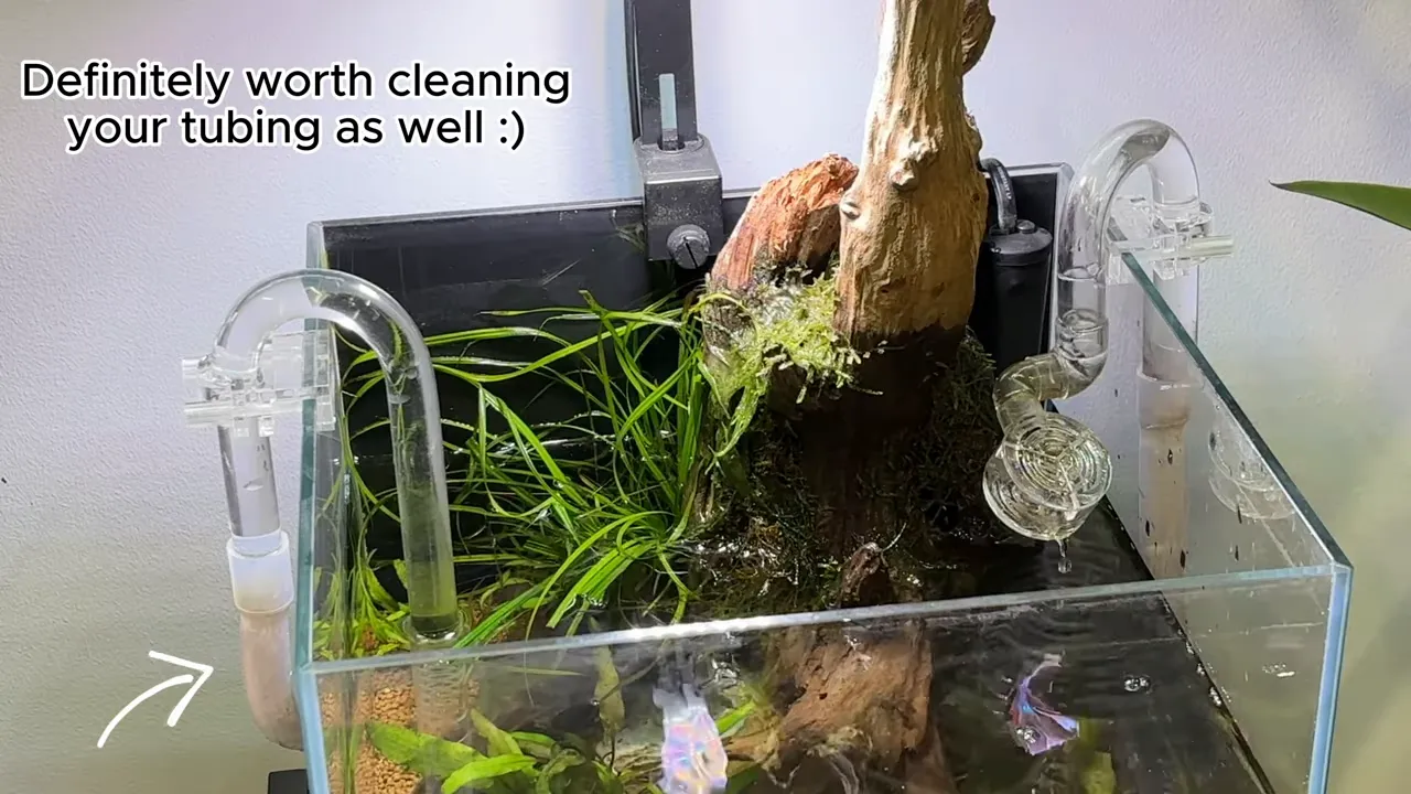 Clean glass intake and return lily pipes installed on a planted aquarium